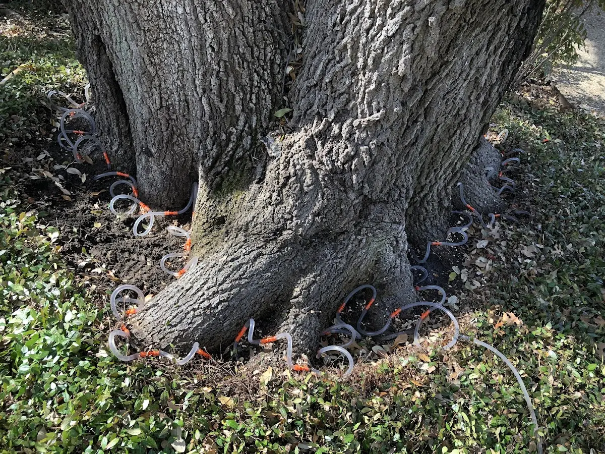 Detailed Tree Cabling and Bracing job site in Prairie Farm