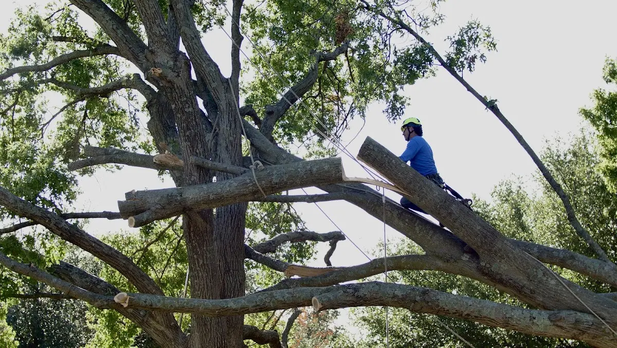 Professional Crown Thinning performed by certified arborists in Prairie Farm