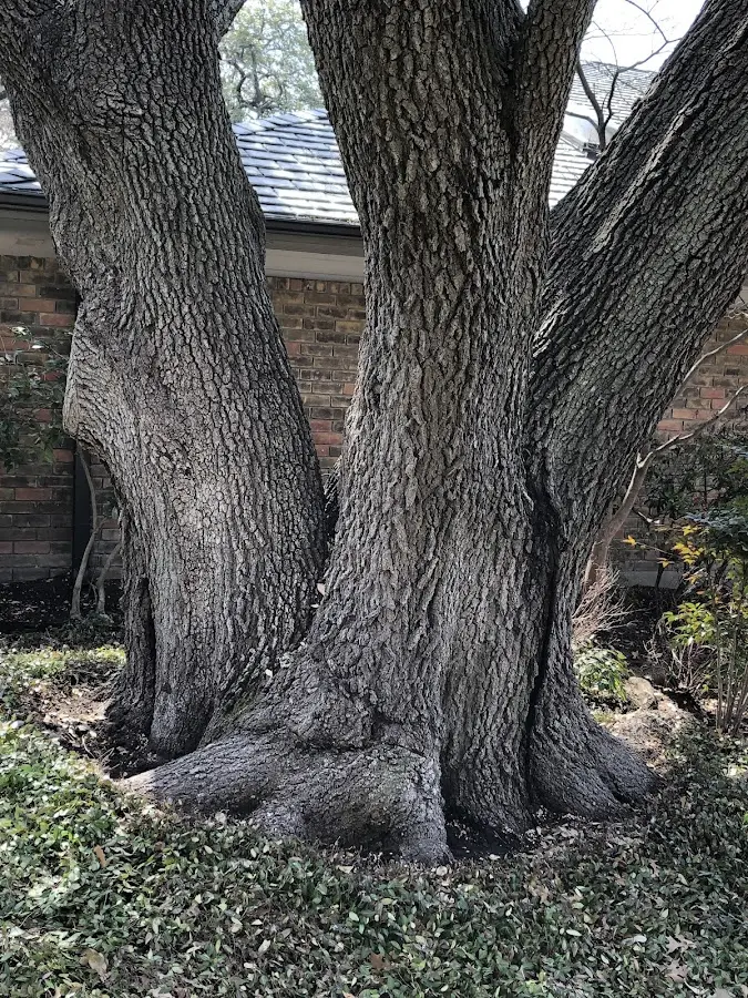 Mature heritage tree close to a Prairie Farm property cared for by certified arborists
